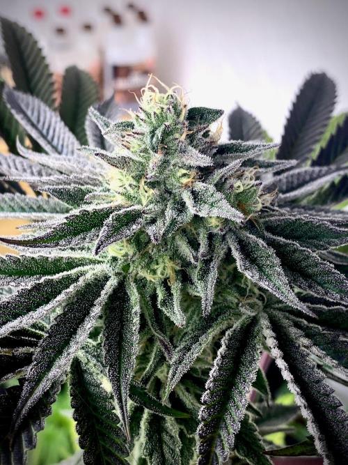 Mataró Blue by Kannabia. Week 11 - Mataró Blue.