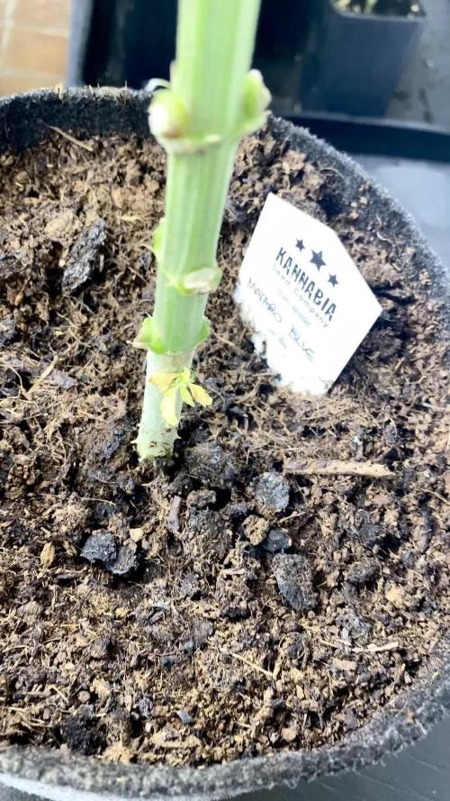 Mataró Blue by Kannabia