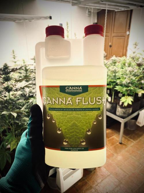 Mataró Blue by Kannabia. Week 11 - Canna Flush.