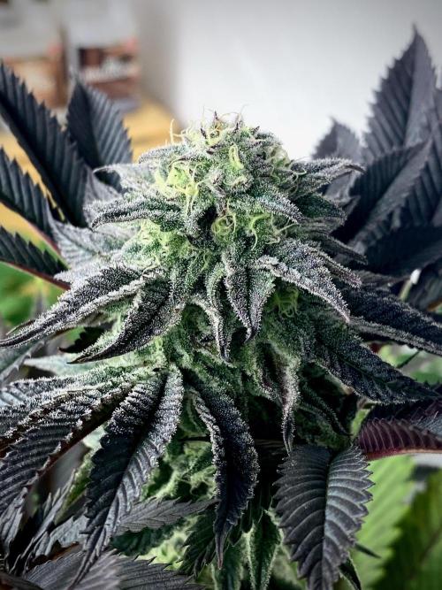 Moby Dick by Kannabia. Week 11 - Moby Dick.