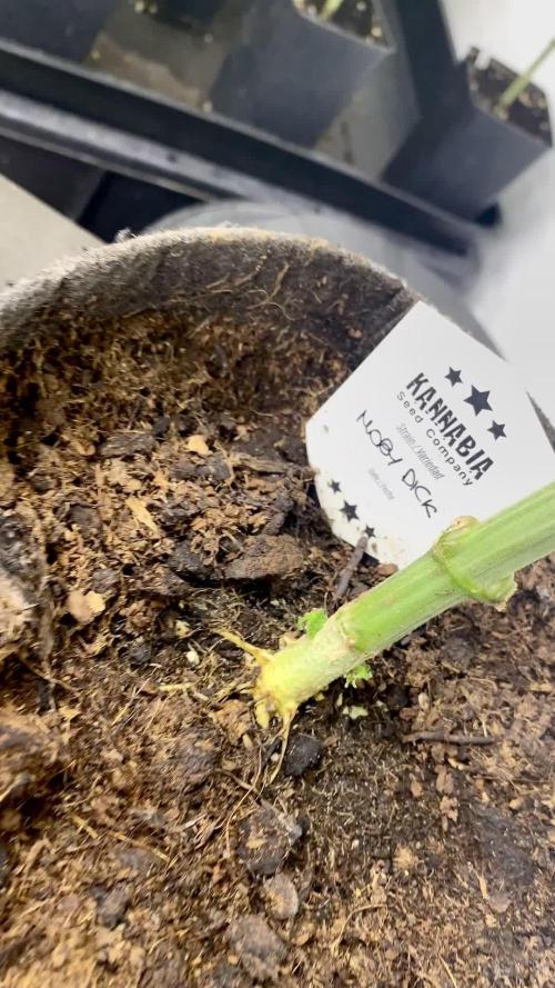 Moby Dick by Kannabia