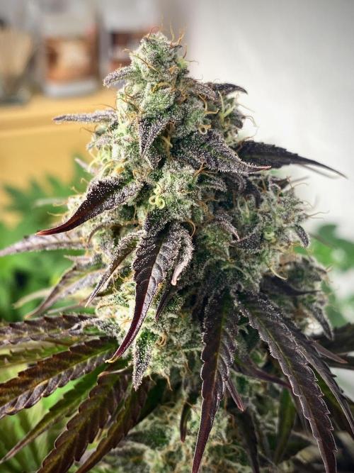 Strawberry Haze Auto by Kannabia. Week 11 - Strawberry Haze Auto.