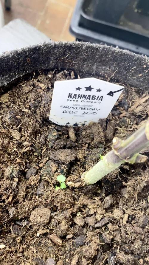 Strawberry Haze Auto by Kannabia