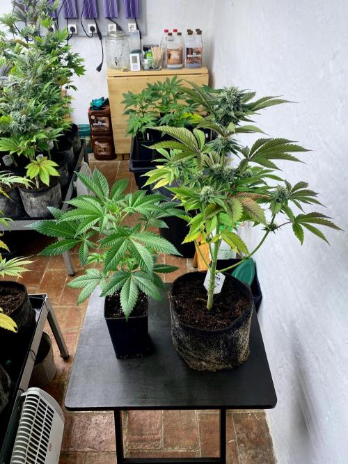 Apple Fritter BioBoost vs Apple Fritter. Week 8 - Apple Fritter BioBoost.