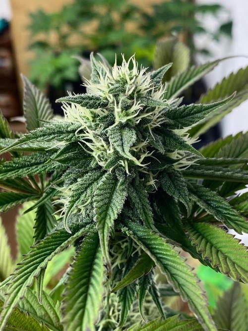 Apple Fritter BioBoost vs Apple Fritter. Week 8 - Apple Fritter BioBoost.