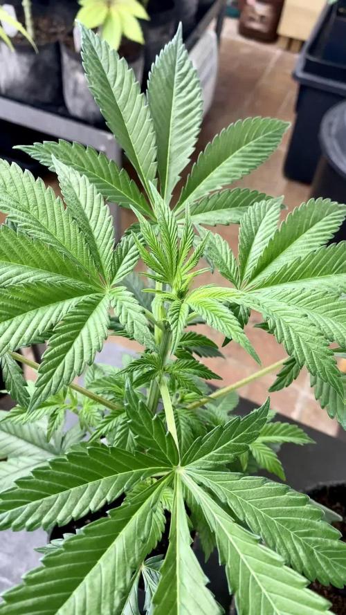 Apple Fritter BioBoost vs Apple Fritter