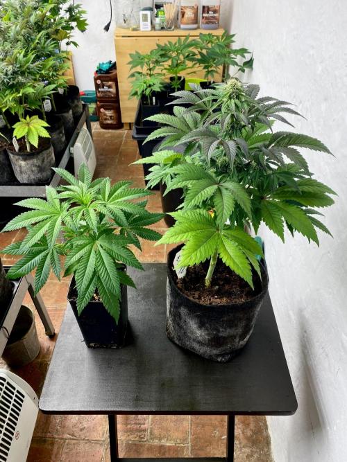 Clementine Slush BioBoost vs Clementine. Week 8 - Clementine Slush BioBoost.