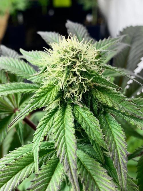 Clementine Slush BioBoost vs Clementine. Week 8 - Clementine Slush BioBoost.