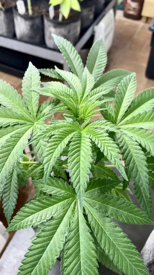 Clementine Slush BioBoost vs Clementine