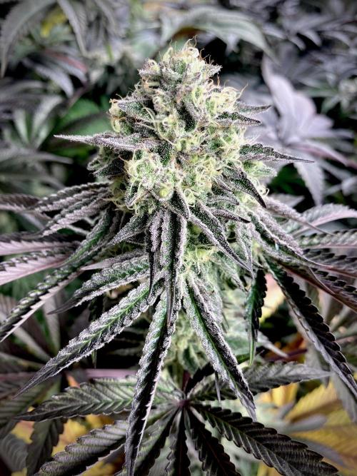 Mataró Blue by Kannabia. Week 12 - Mataró Blue by Kannabia.