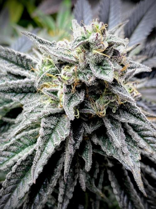 Mataró Blue by Kannabia. Week 12 - Mataró Blue by Kannabia.