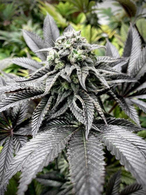 Moby Dick by Kannabia. Week 12 - Moby Dick by Kannabia.