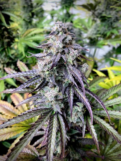 Strawberry Haze Auto by Kannabia. Week 12 - Strawberry Haze Auto by Kannabia.