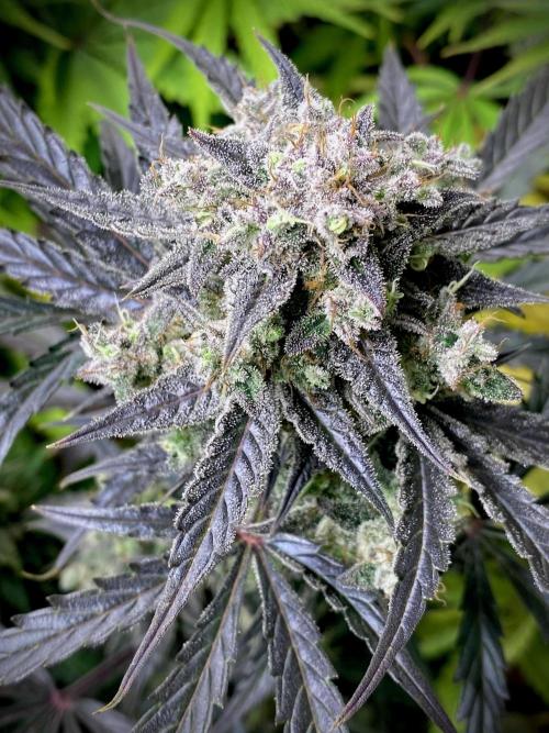 Strawberry Haze Auto by Kannabia. Week 12 - Strawberry Haze Auto by Kannabia.