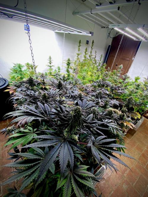 Strawberry Haze Auto by Kannabia. Week 12 - Vista general de la sala.