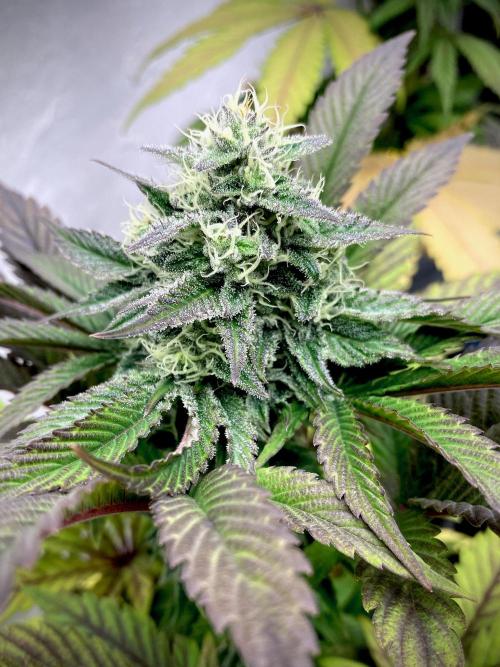 Clementine Slush BioBoost vs Clementine. Week 9 - Clementine Slush BioBoost by Kannabia.