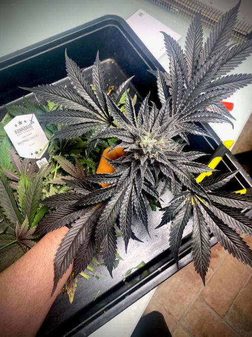 Mataró Blue by Kannabia. Week 13 - Mataró Blue by Kannabia.