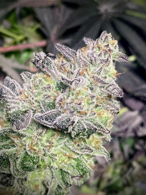 Mataró Blue by Kannabia. Week 13 - Mataró Blue by Kannabia.