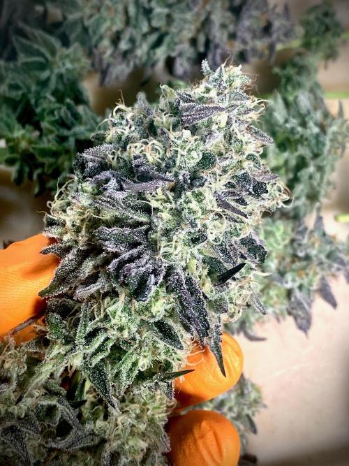 Mataró Blue by Kannabia. Week 13 - Mataró Blue by Kannabia.