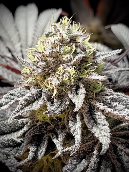 Mataró Blue by Kannabia. Week 13 - Mataró Blue by Kannabia.