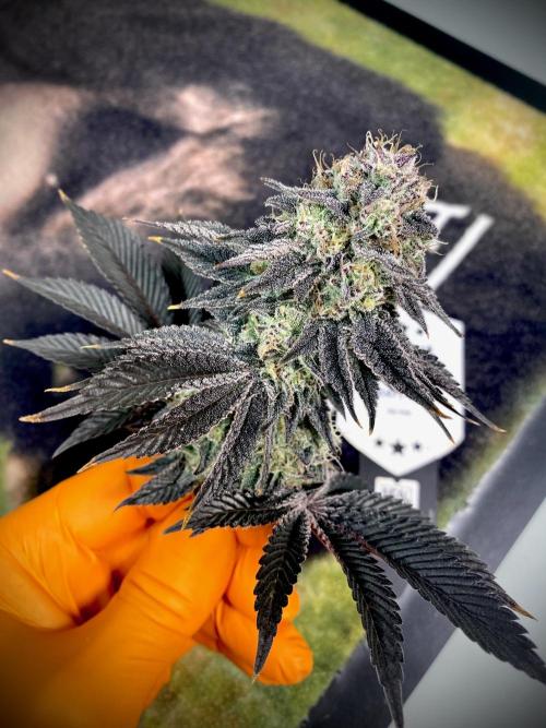 Moby Dick by Kannabia. Week 13 - Moby Dick by Kannabia.