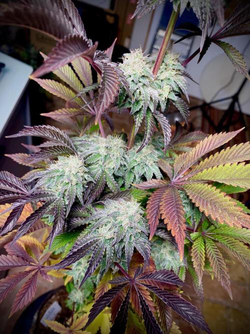 Moby Dick by Kannabia. Week 13 - Moby Dick by Kannabia.