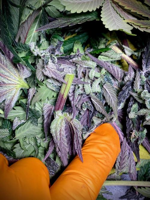 Moby Dick by Kannabia. Week 13 - Moby Dick by Kannabia.