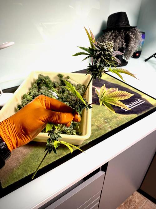 Moby Dick by Kannabia. Week 13 - Moby Dick by Kannabia.