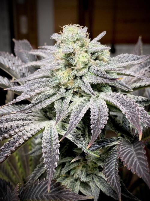 Moby Dick by Kannabia. Week 13 - Moby Dick by Kannabia.