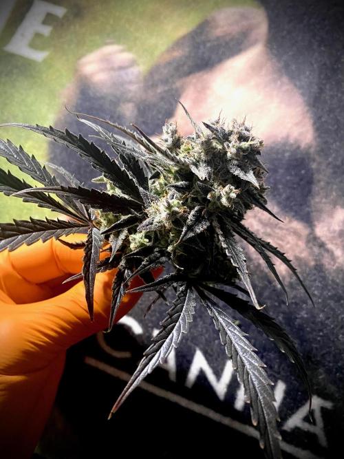 Strawberry Haze Auto by Kannabia. Week 13 - Strawberry Haze Auto by Kannabia.