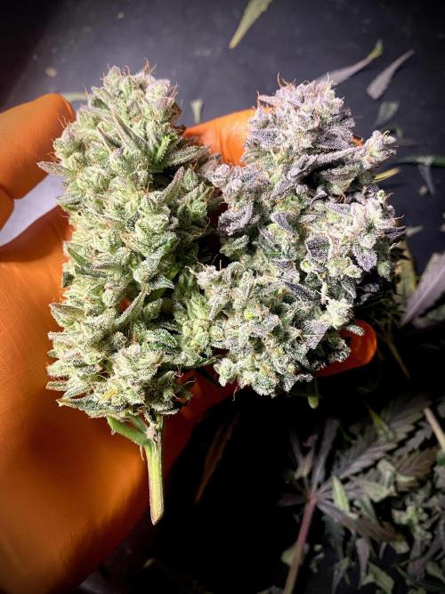 Strawberry Haze Auto by Kannabia. Week 13 - Strawberry Haze Auto by Kannabia.