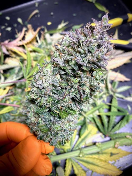 Strawberry Haze Auto by Kannabia. Week 13 - Strawberry Haze Auto by Kannabia.