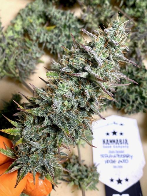 Strawberry Haze Auto by Kannabia. Week 13 - Strawberry Haze Auto by Kannabia.