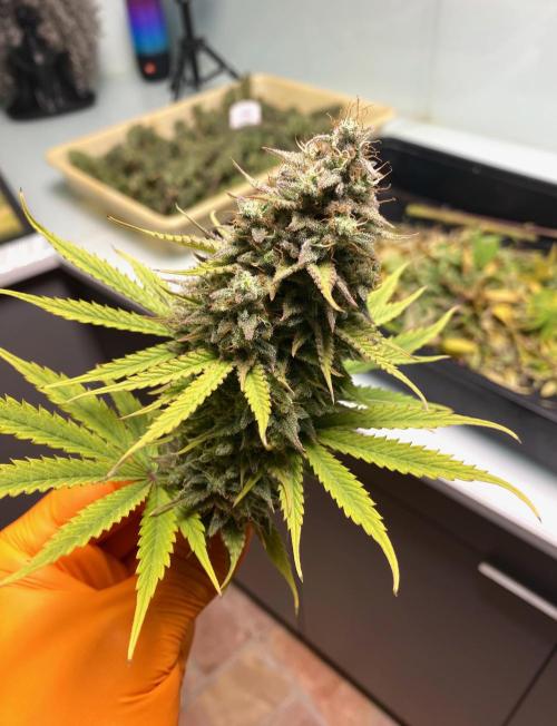 Strawberry Haze Auto by Kannabia. Week 13 - Strawberry Haze Auto by Kannabia.