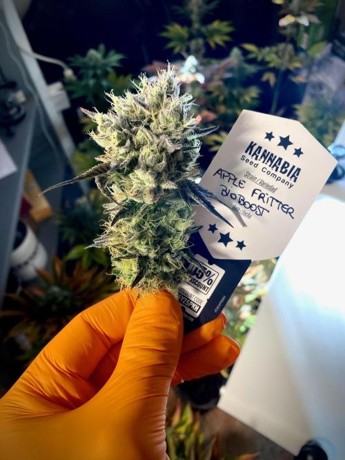 Apple Fritter BioBoost vs Apple Fritter. Week 10 - Apple Fritter BioBoost by Kannabia.