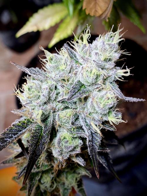 Apple Fritter BioBoost vs Apple Fritter. Week 10 - Apple Fritter BioBoost by Kannabia.