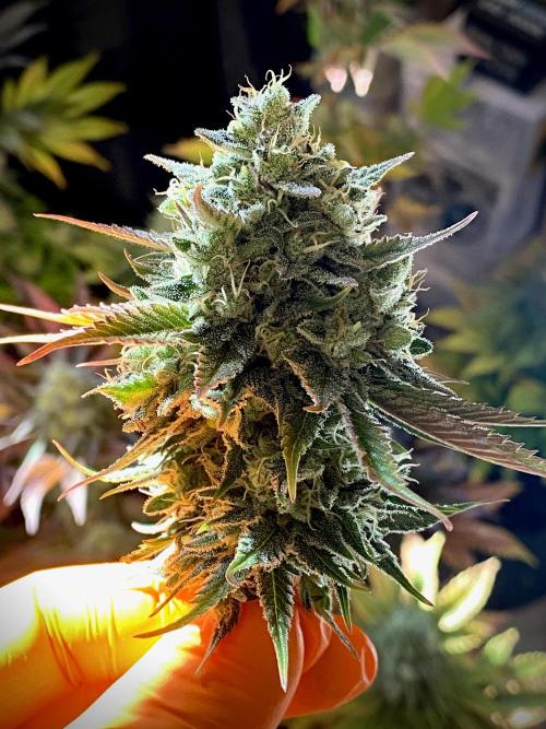 Apple Fritter BioBoost vs Apple Fritter. Week 10 - Apple Fritter BioBoost by Kannabia.