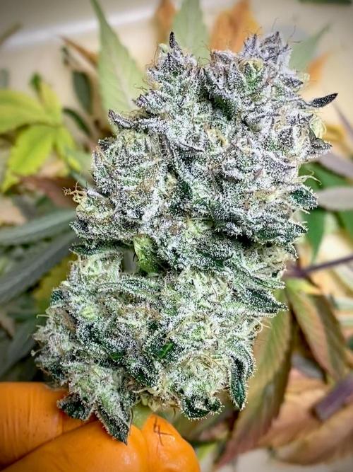 Apple Fritter BioBoost vs Apple Fritter. Week 10 - Apple Fritter BioBoost by Kannabia.