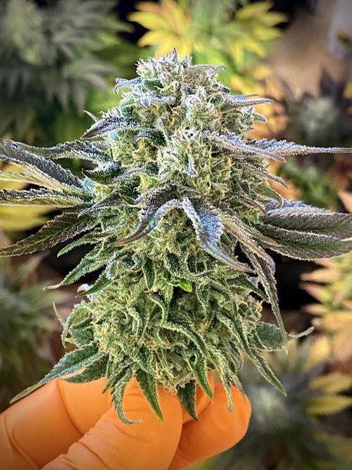 Clementine Slush BioBoost vs Clementine. Week 10 - Clementine Slush BioBoost by Kannabia.