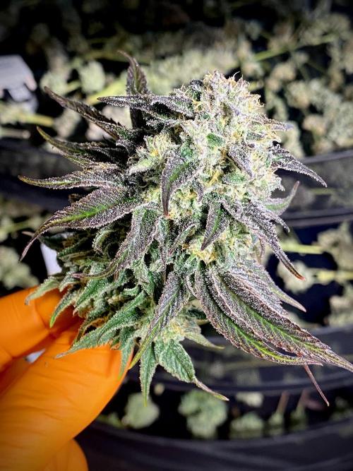 Clementine Slush BioBoost vs Clementine. Week 10 - Clementine Slush BioBoost by Kannabia.