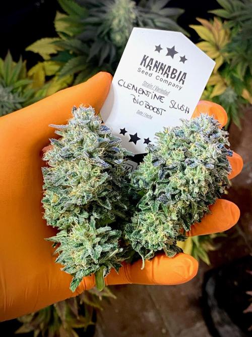 Clementine Slush BioBoost vs Clementine. Week 10 - Clementine Slush BioBoost by Kannabia.