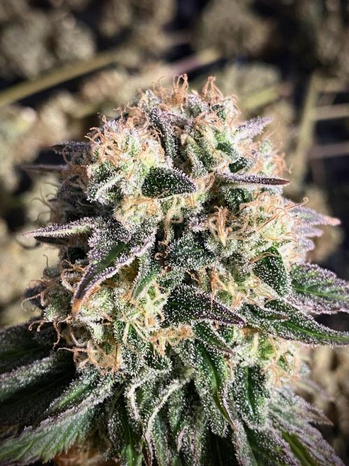 Clementine Slush BioBoost vs Clementine. Week 10 - Clementine Slush BioBoost by Kannabia.