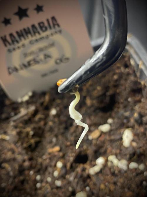 Amnesia OG TEST PHASE. Week 0 - Plantamos nuestras semillas.