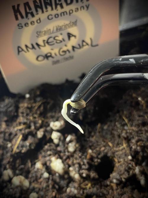 Amnesia Original TEST PHASE. Week 0 - Plantamos nuestras semillas.