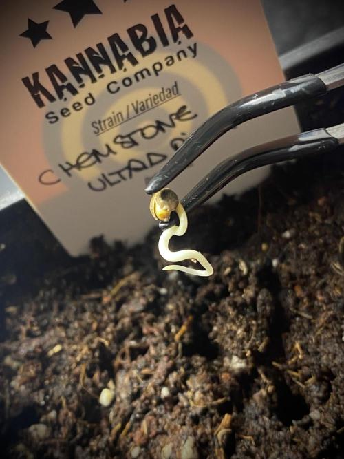 Chemstone Ultra Pink TEST PHASE. Week 0 - Plantamos nuestras semillas.