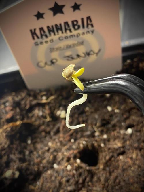 Cup Junky TEST PHASE. Week 0 - Plantamos nuestras semillas.
