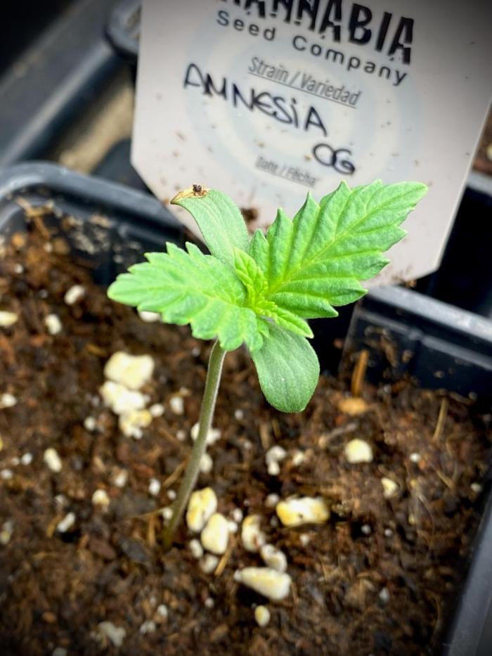Amnesia OG TEST PHASE. Week 2 - Amnesia OG Testing Cultivation by Kannabia.