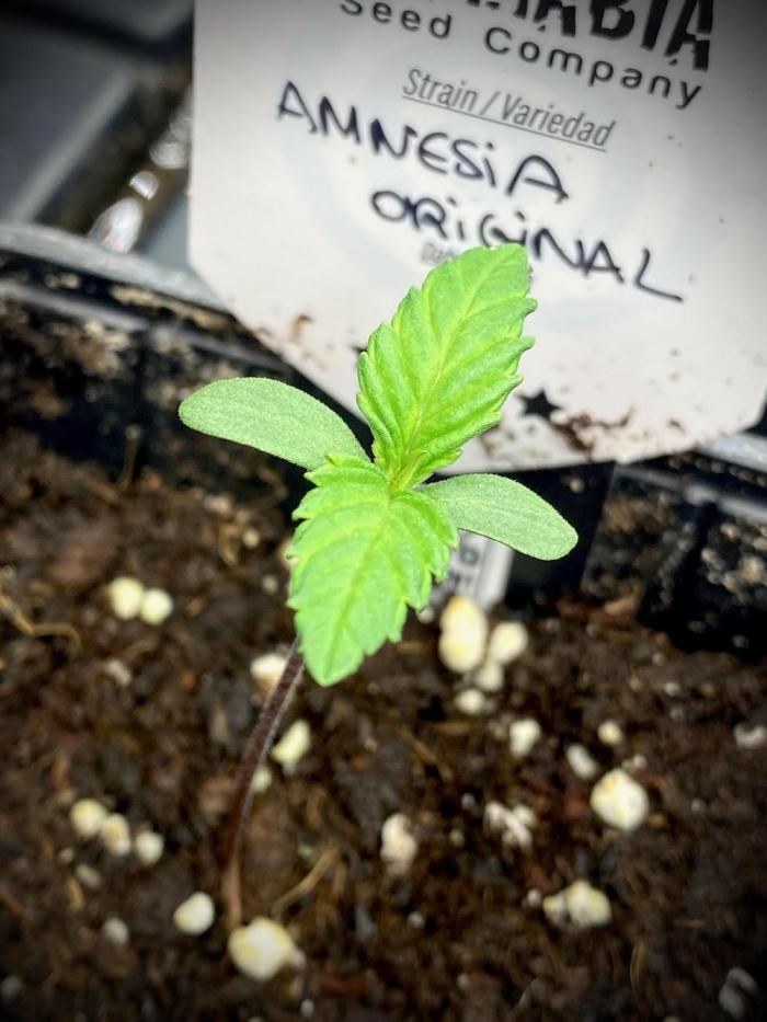 Amnesia Original TEST PHASE. Week 2 - Amnesia Original Testing Cultivation by Kannabia.