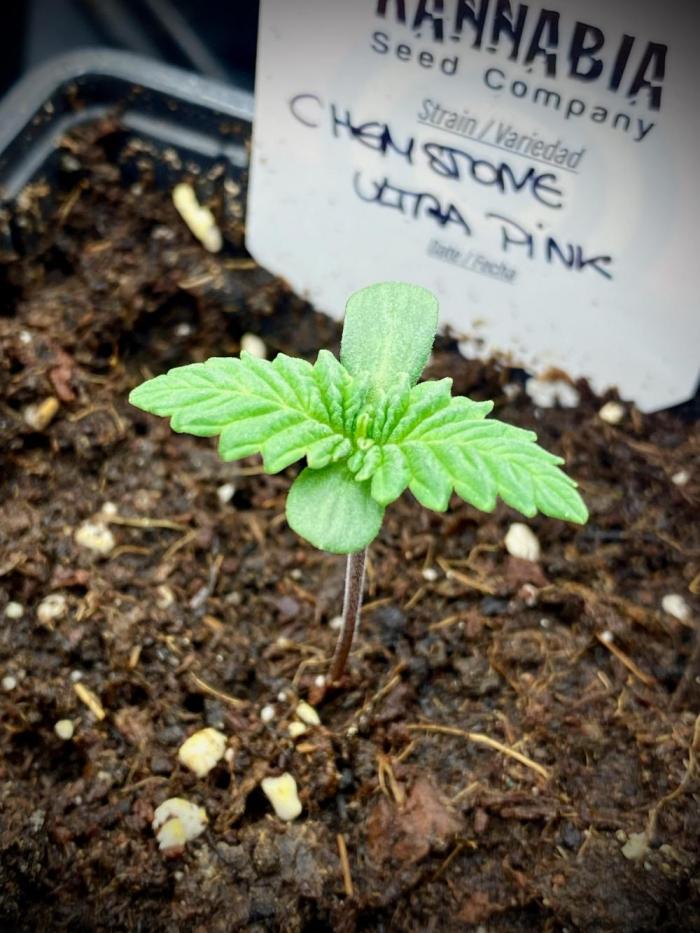 Chemstone Ultra Pink TEST PHASE. Week 2 - Chemstone Ultra Pink Testing Cultivation by Kannabia.