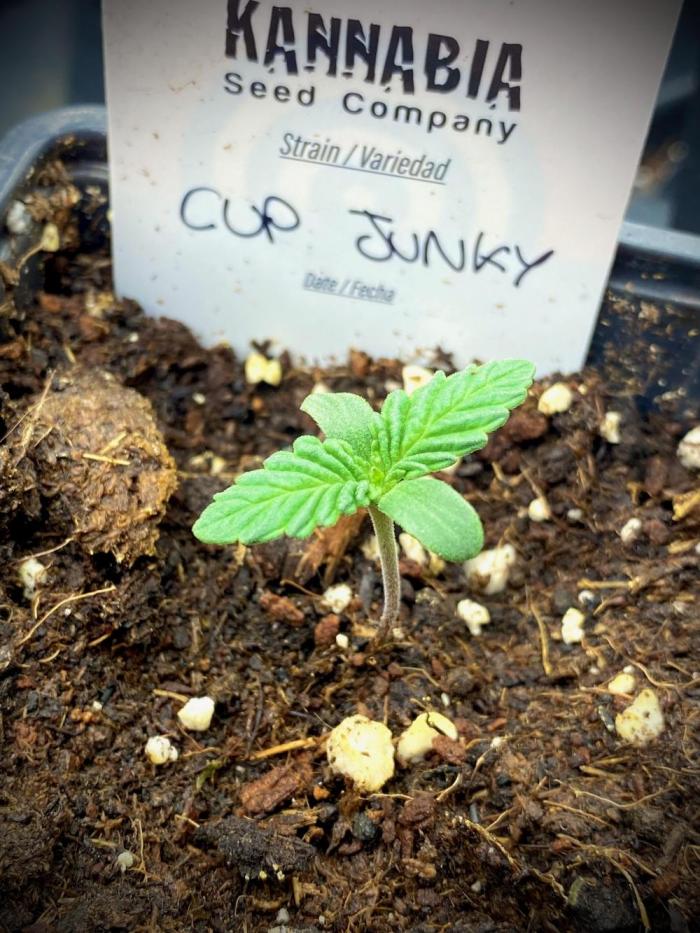 Cup Junky TEST PHASE. Week 2 - Cup Junky Testing Cultivation by Kannabia Global.